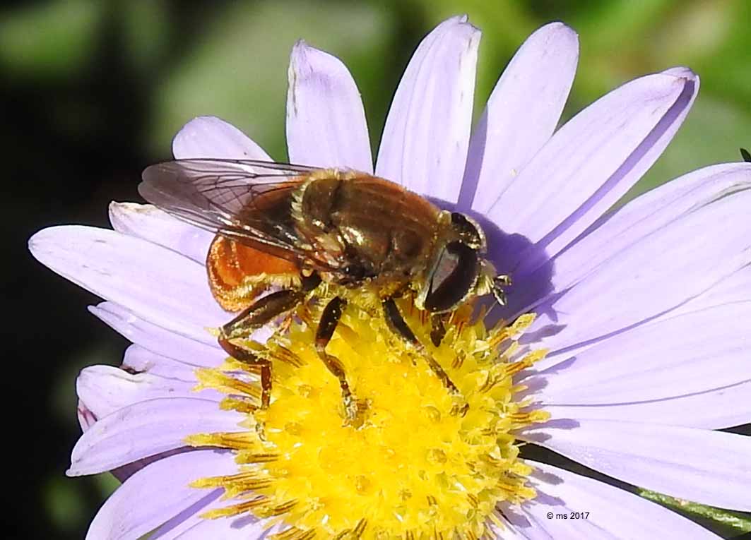 ID Syrphidae